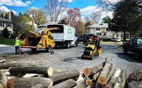 Best Tree and Shrub Care  in Holley, NY