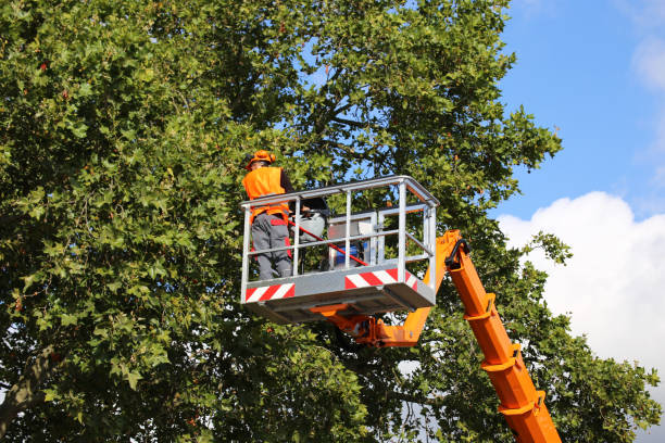 Best Weed Control  in Holley, NY
