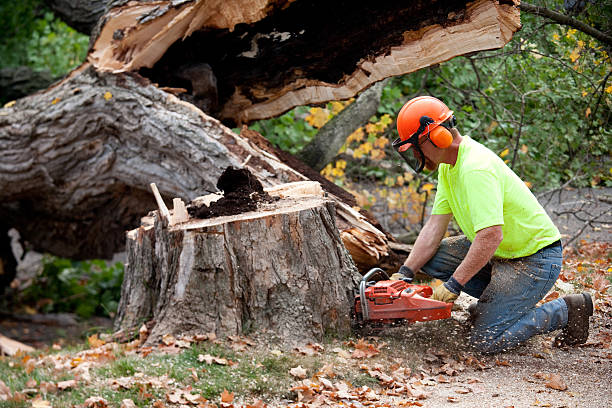  Holley, NY Tree Removal Pros