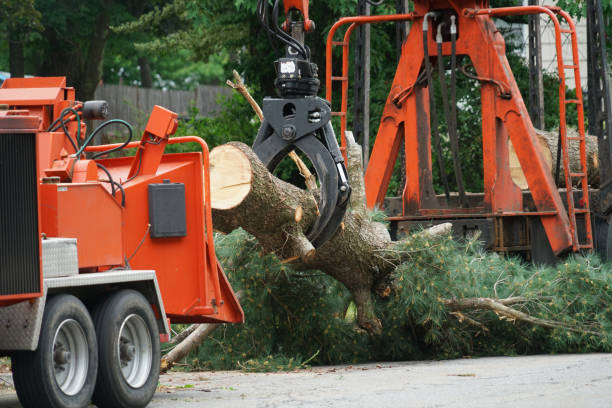 Best Palm Tree Trimming  in Holley, NY